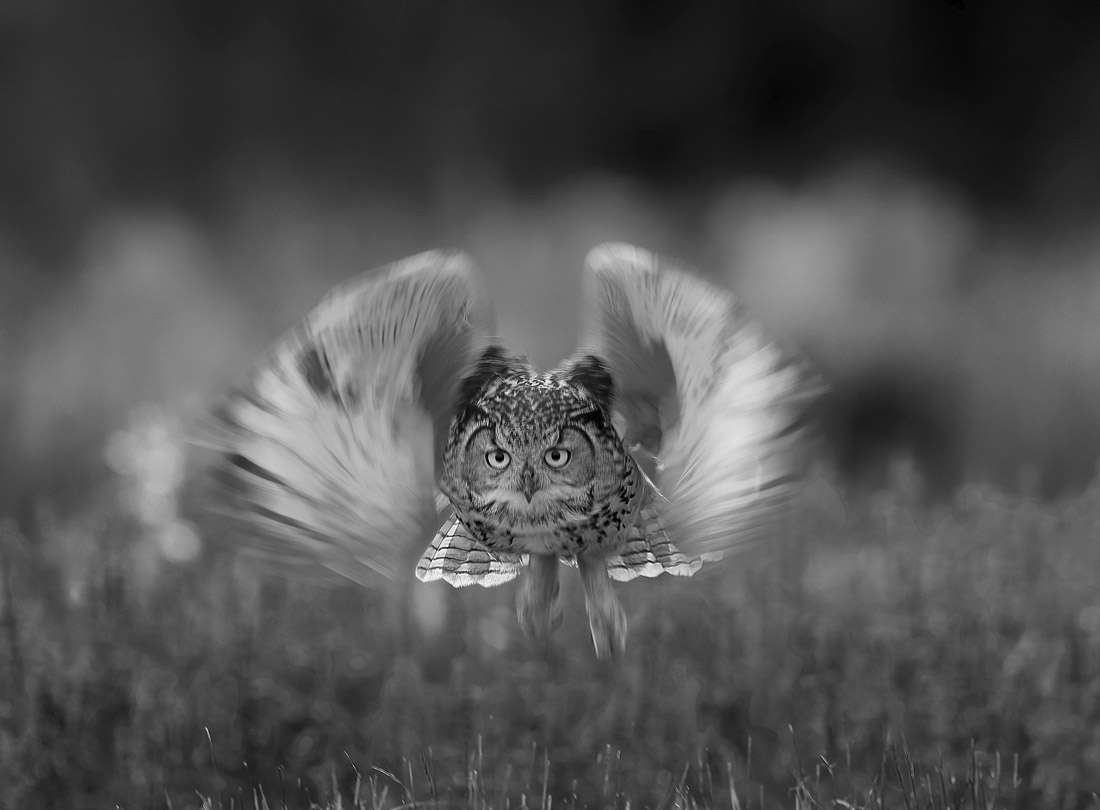 Eagle owl in slow shutter