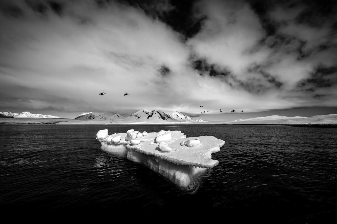 Eiders on Ice