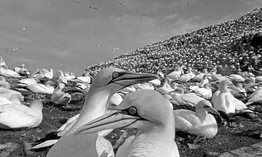 Gannet Island