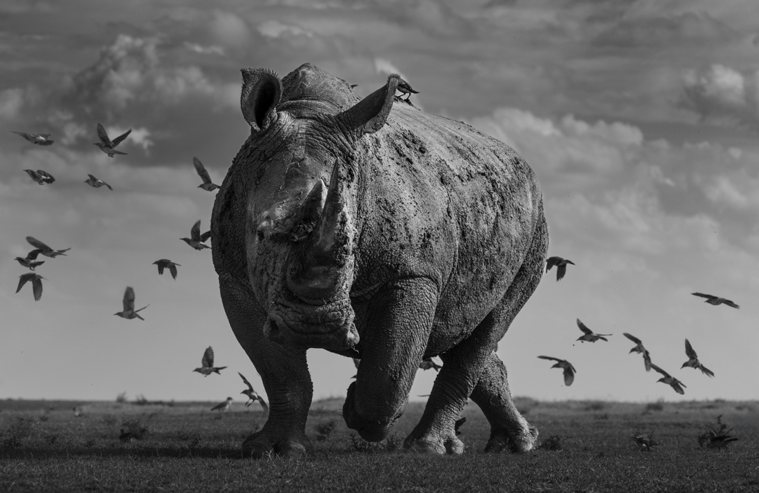 The Rhino and the Birds