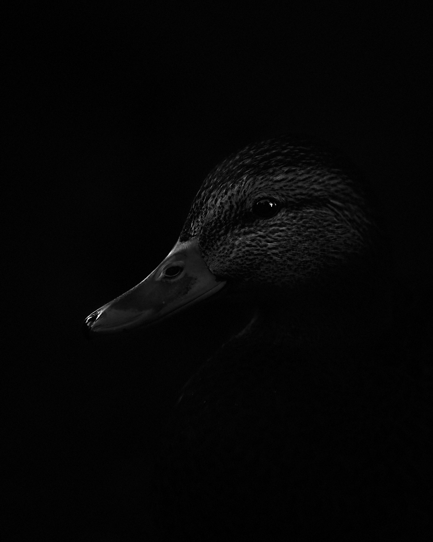 Portrait of a mallard