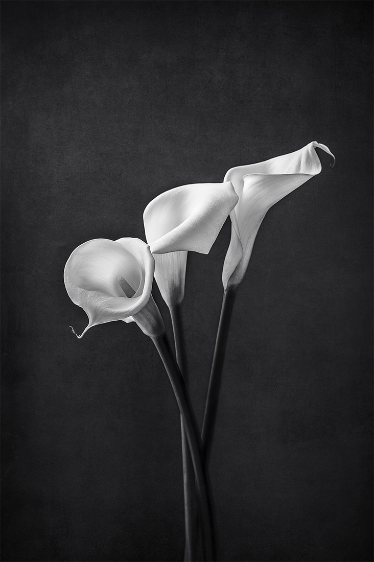 Calla Lily