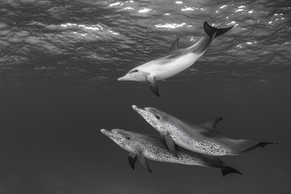 Dolphin Trio