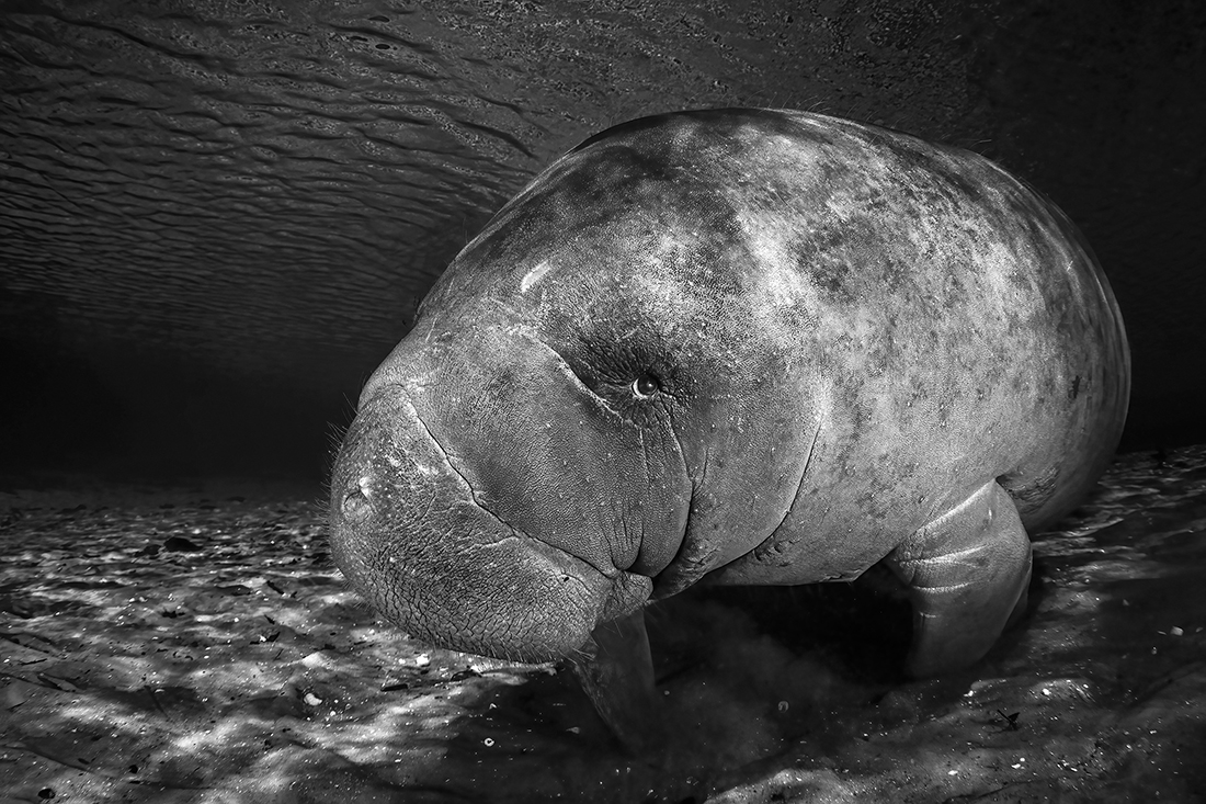 Curious Baby Manatee