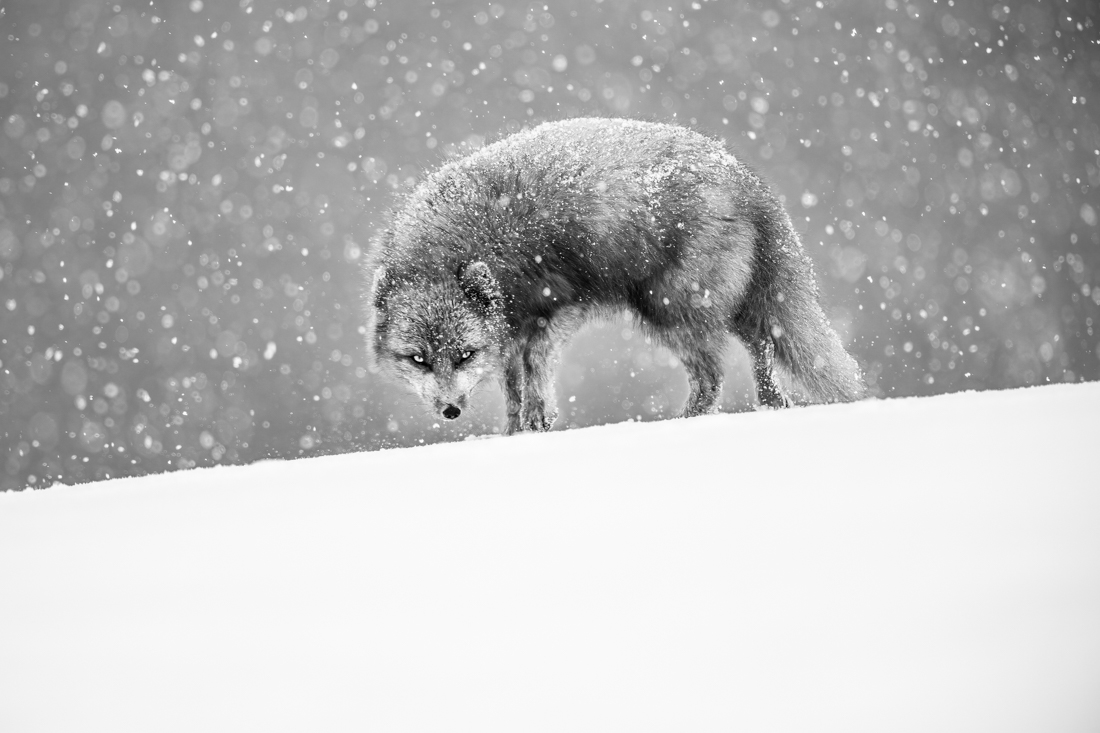 Arctic Fox