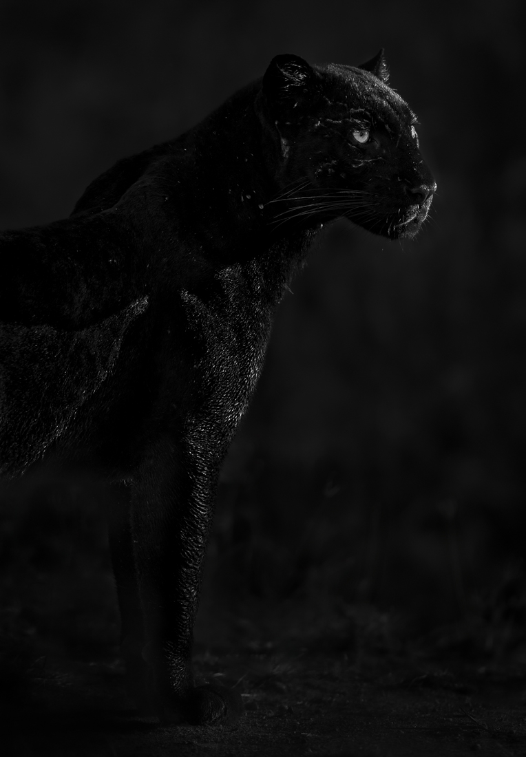 Black Leopard Portrait