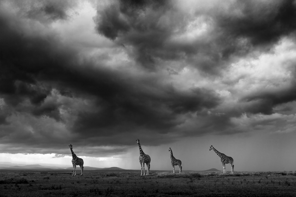 Sentinels of the Storm