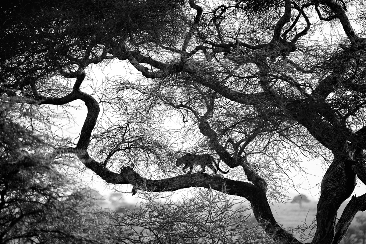 Shadow on the Bough