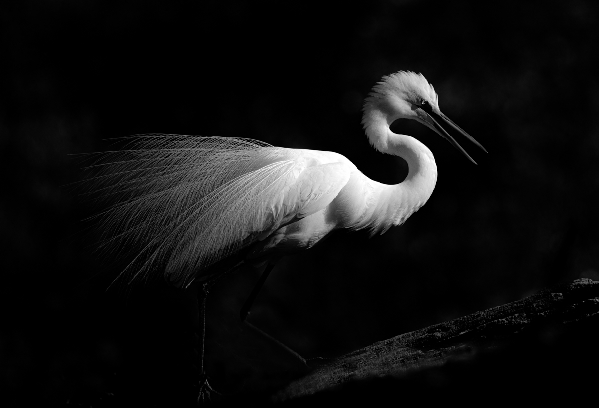 Egret