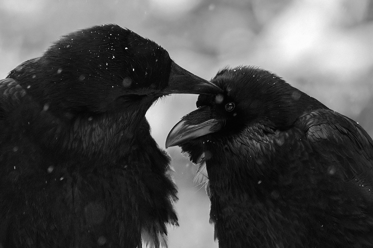 Affection