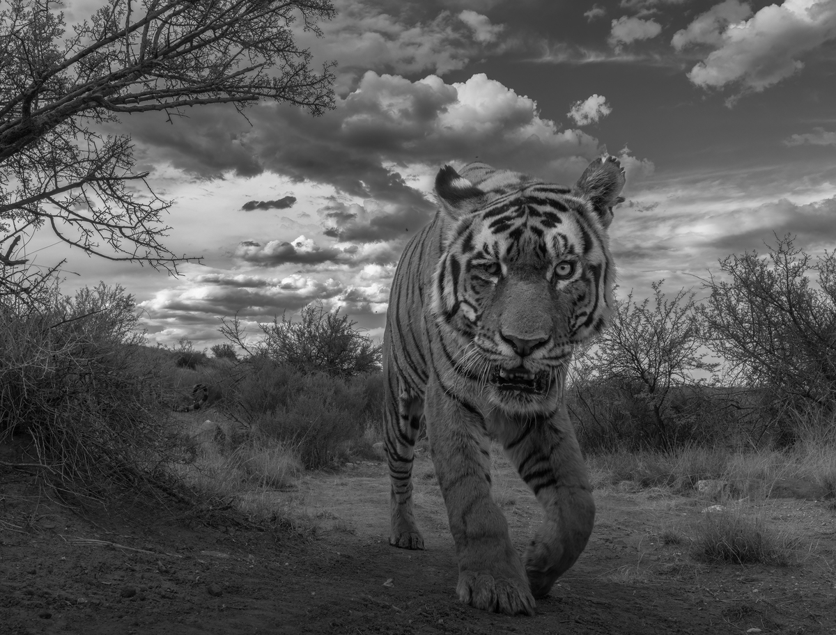 Tiger´s hard life