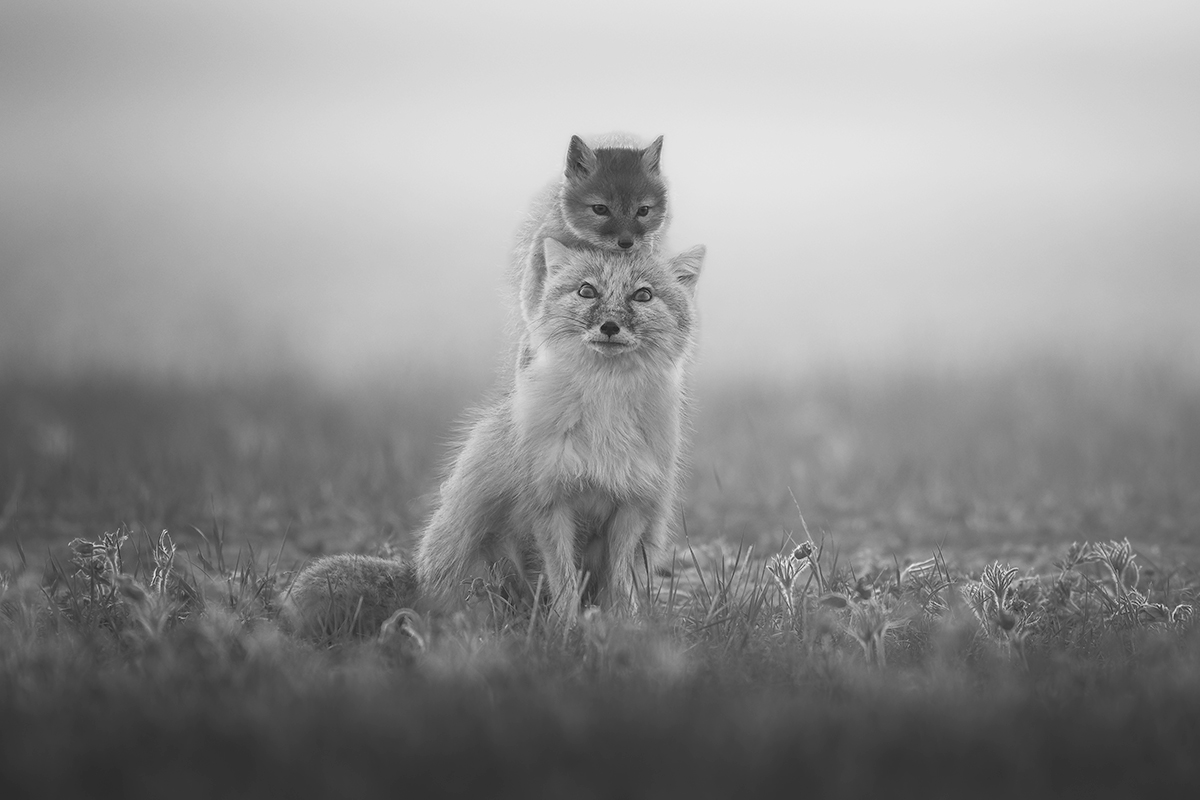 Crowning Curiosity