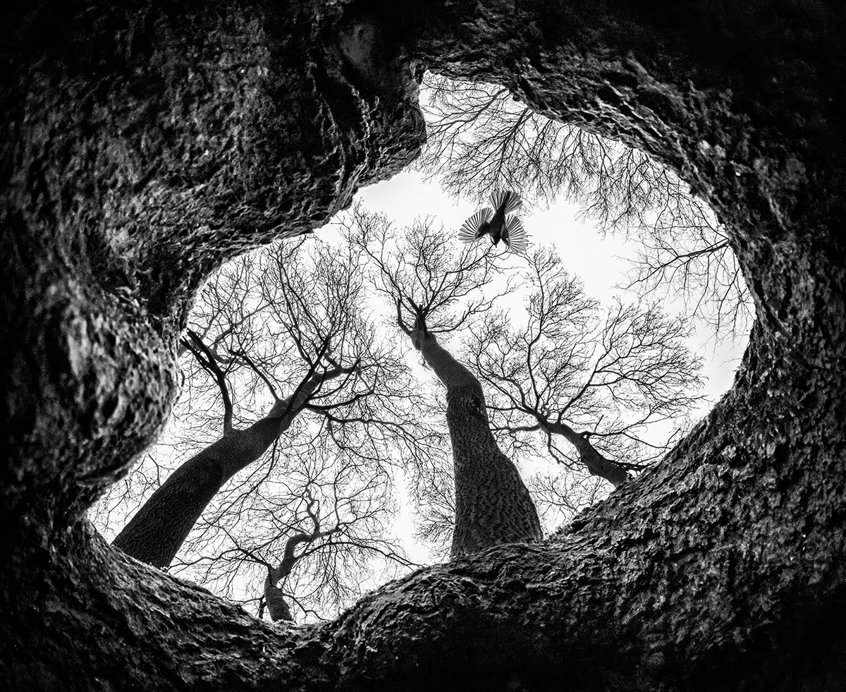 The bird of the forest