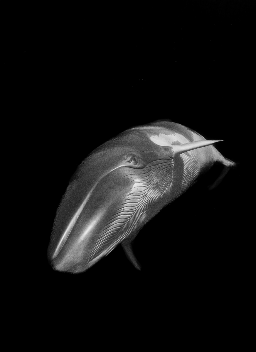 Minke whale in the black 