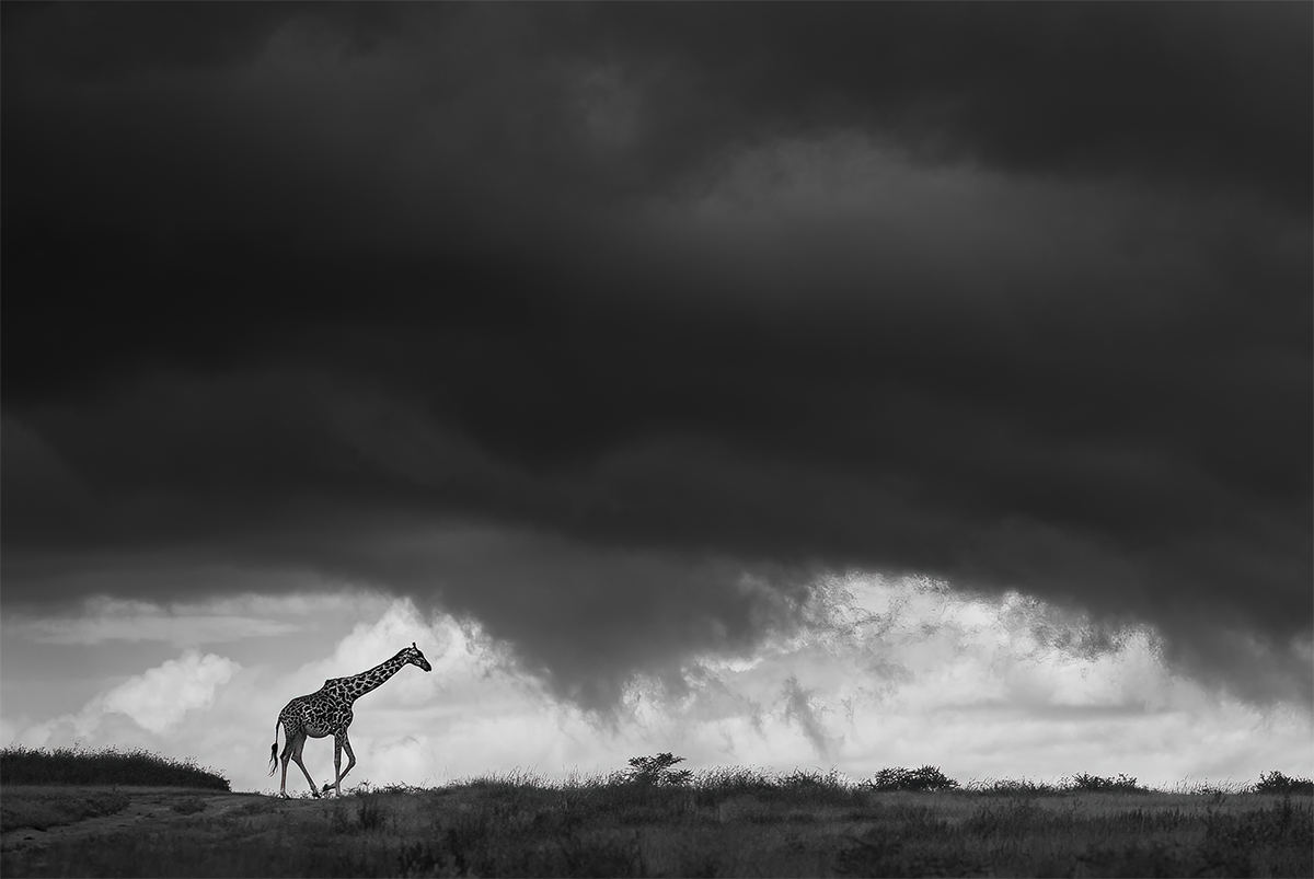 Into the Storm