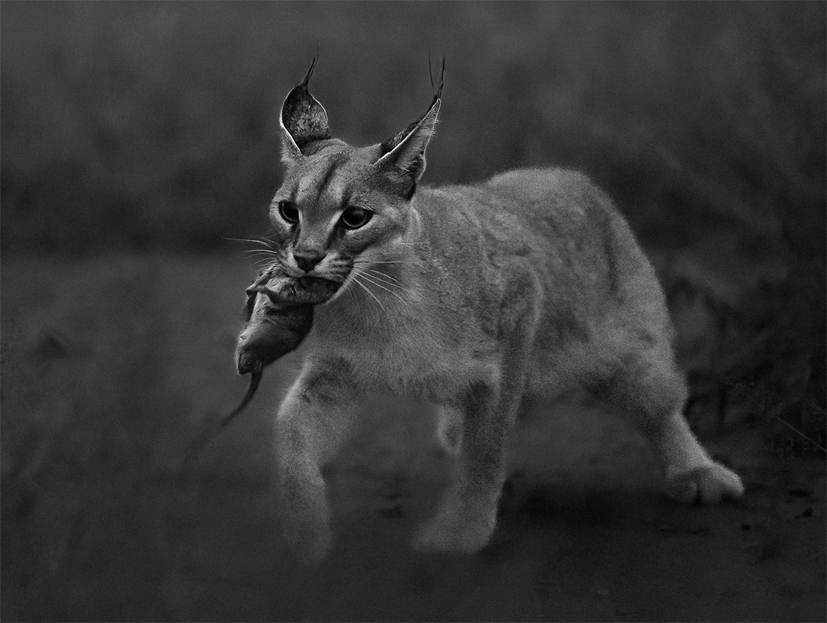 Night Huntress