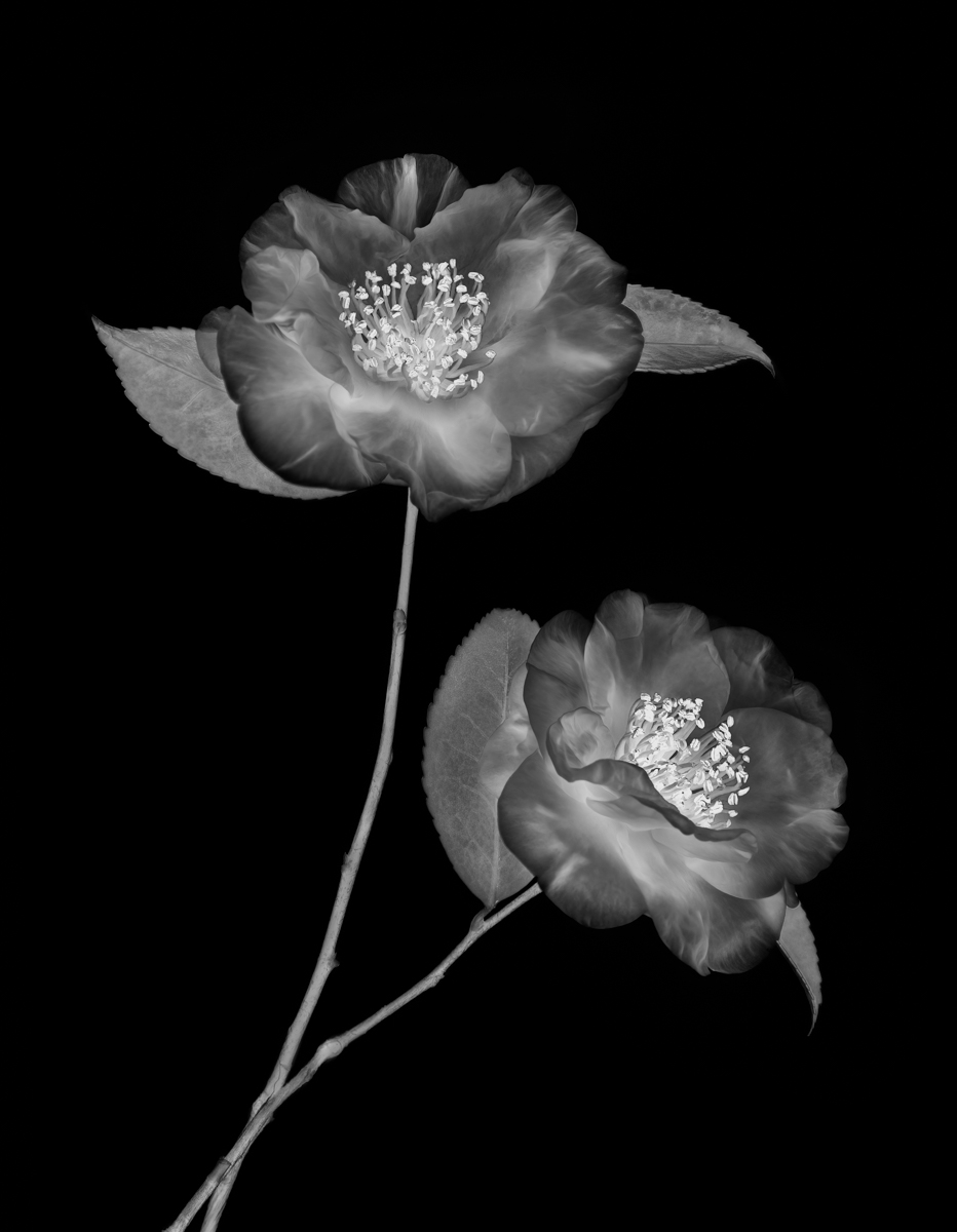 Ephemeral Bond