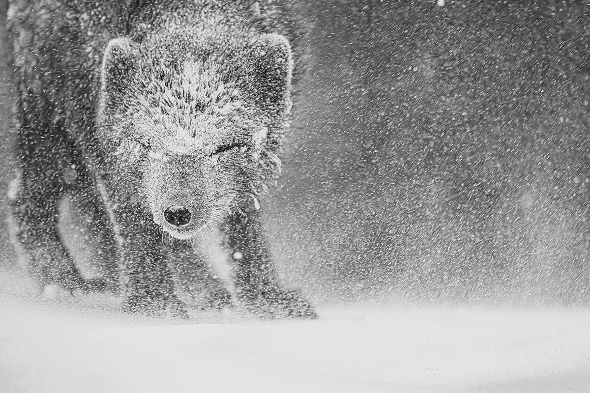 Arctic Fox in the spindrift