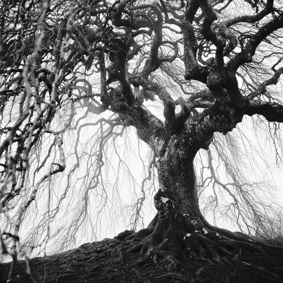 the shelter tree