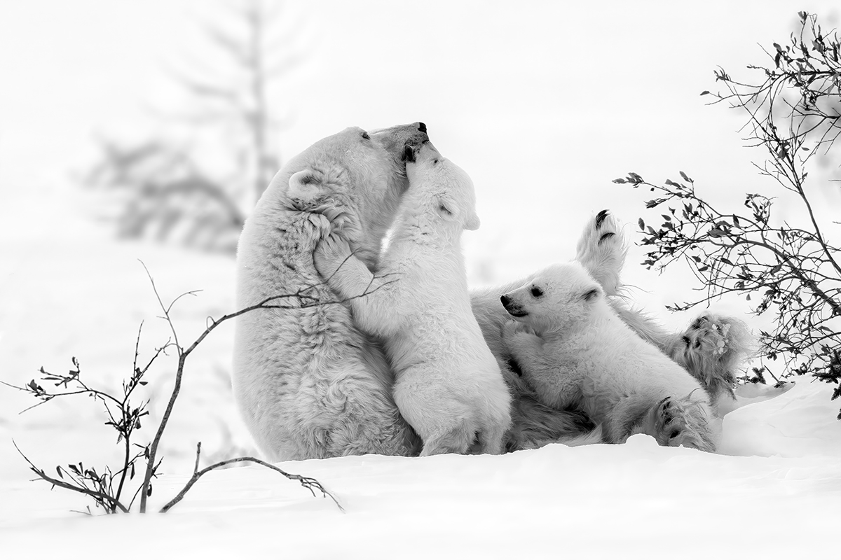 Polar bear mother and her two cute cubs