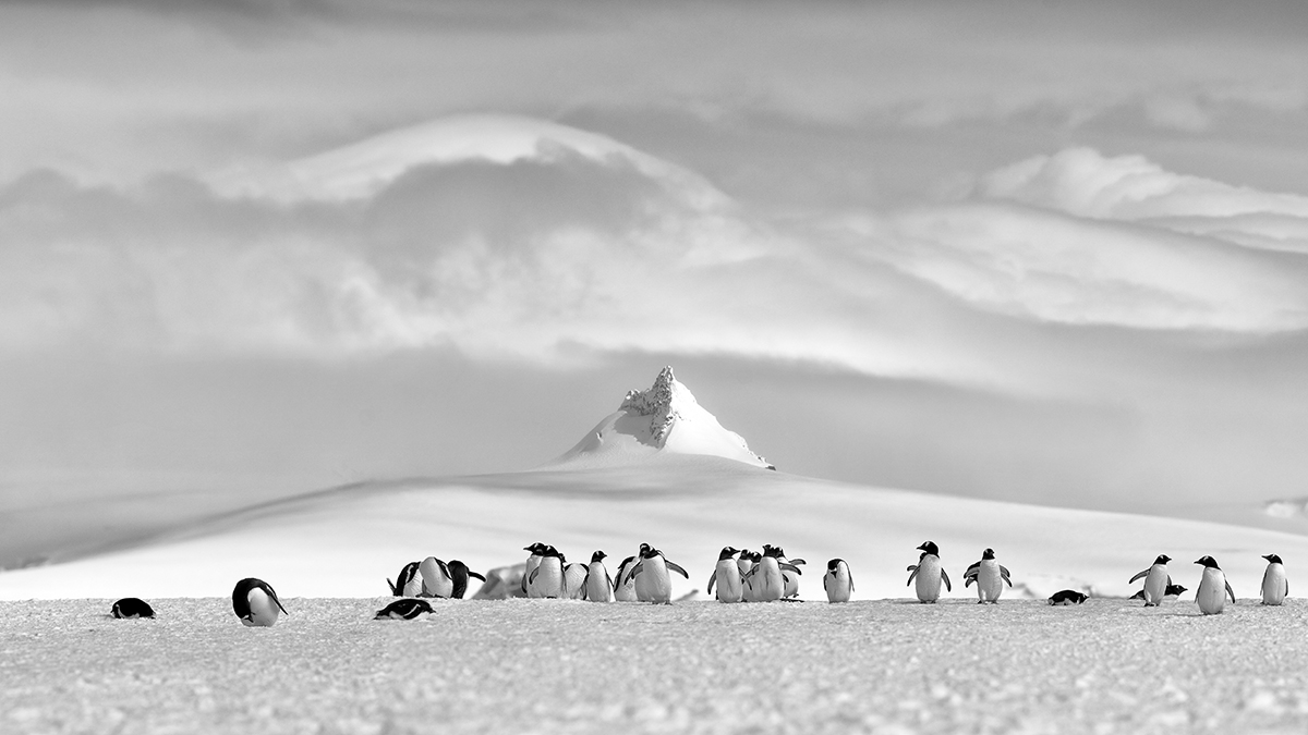 March of Silence: Adelie Penguins Beneath the Frozen Peak