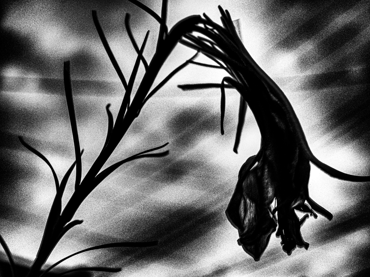 Shadow of Impermanence