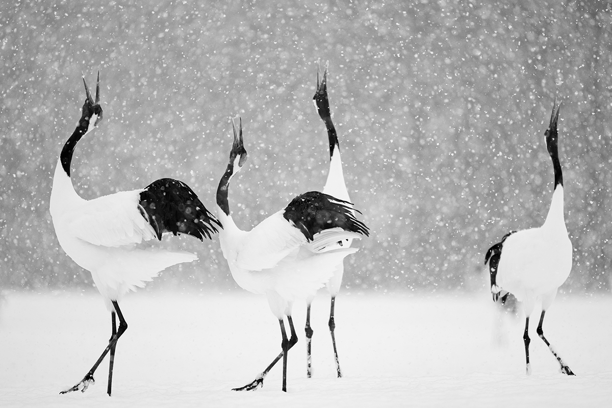 Snowy Symphony