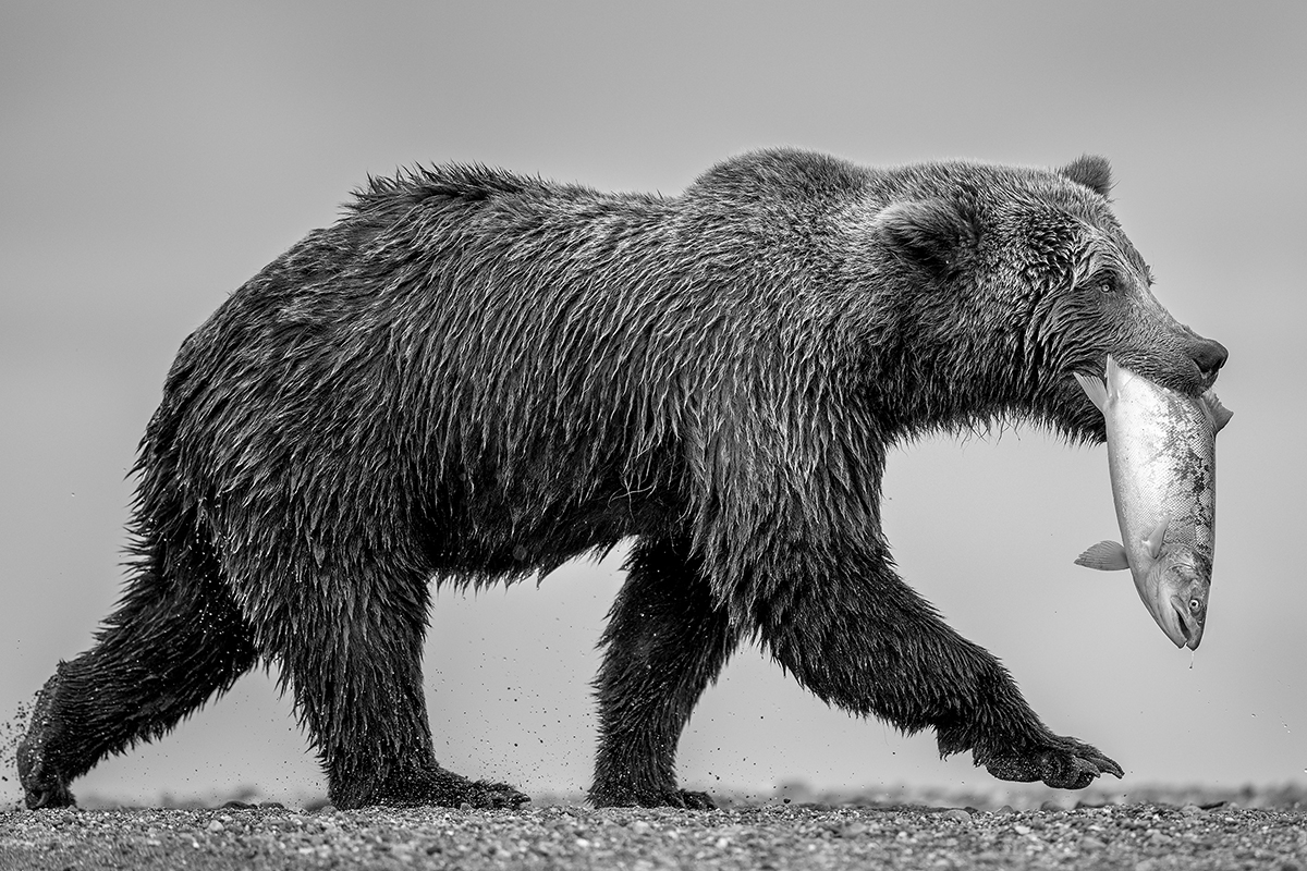 Victory walk