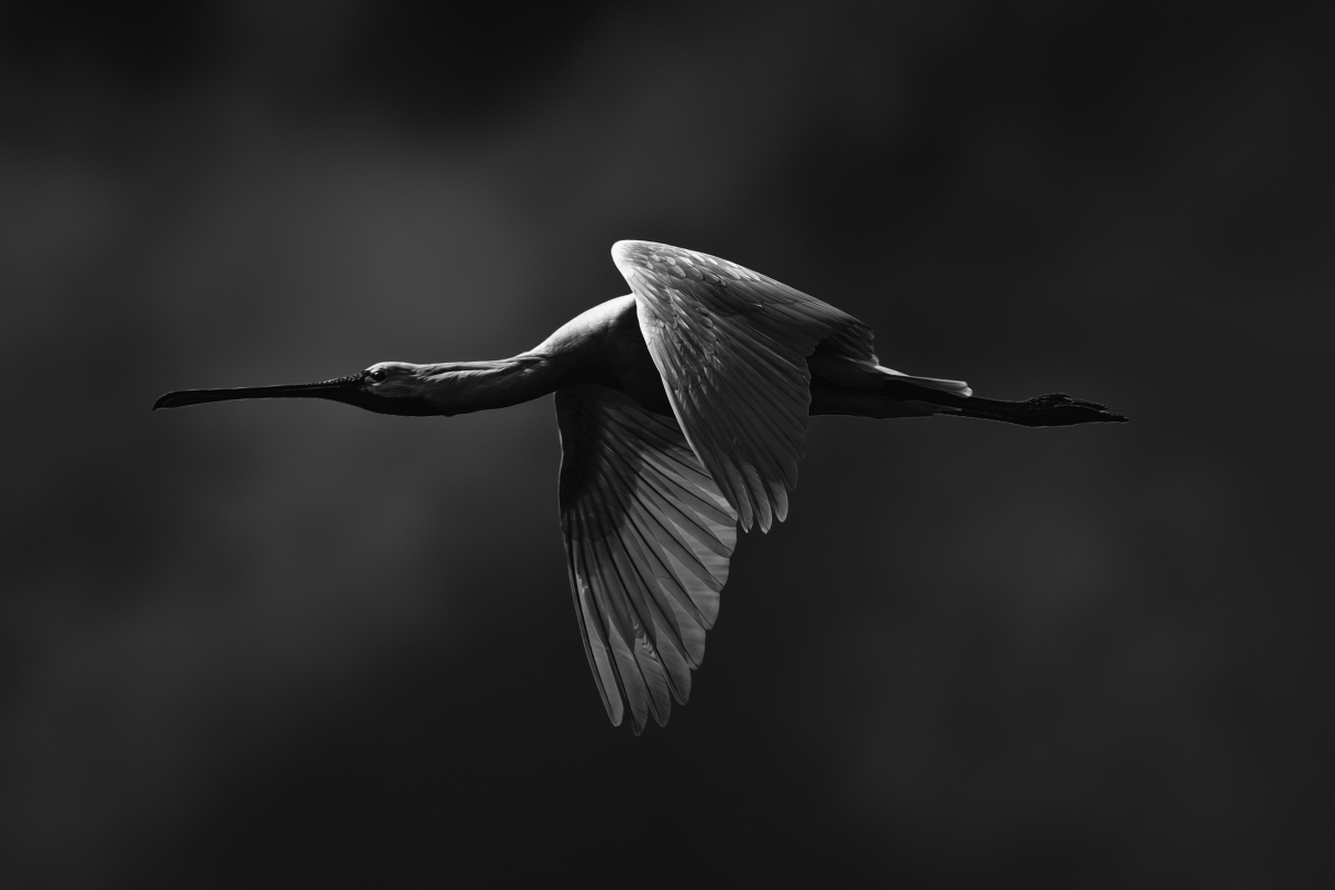 Spoonbill
