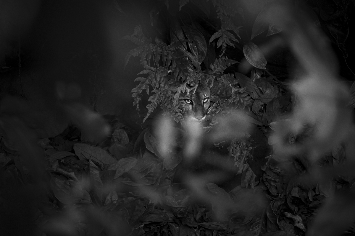 In the undergrowth