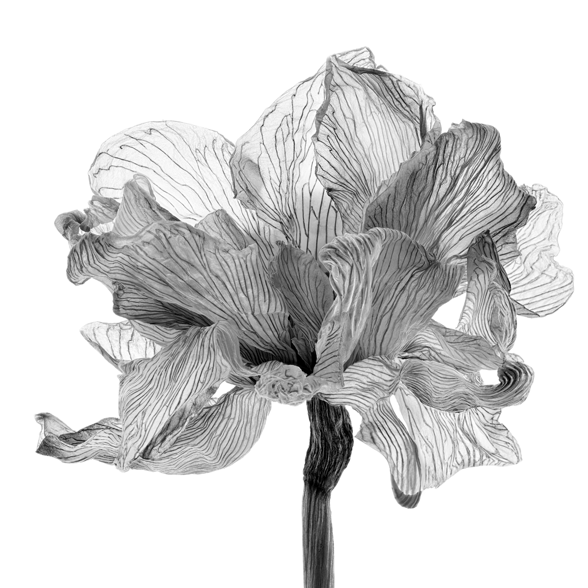Last Dance of a Tulip