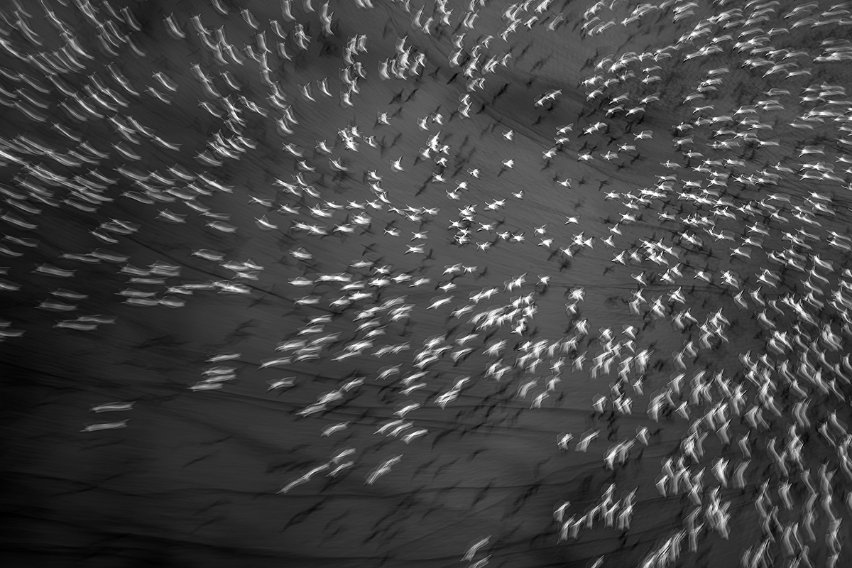 Symphony in Motion