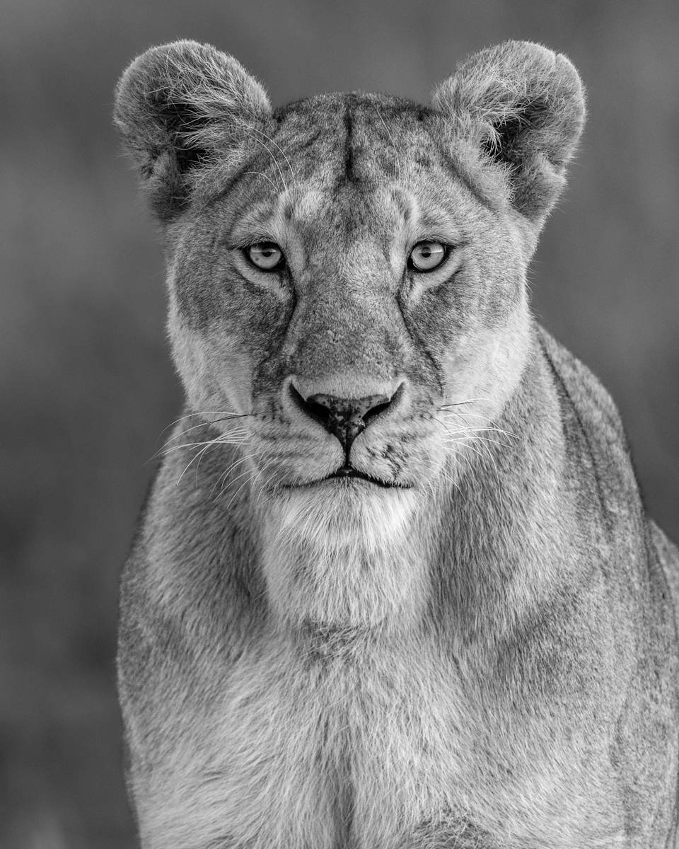 Lioness' Portrait