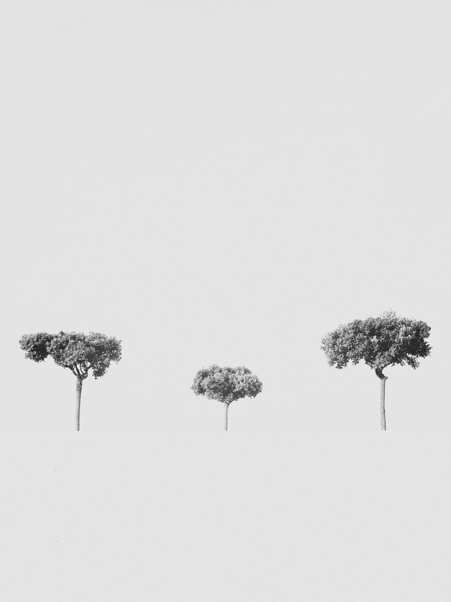 the tree of us