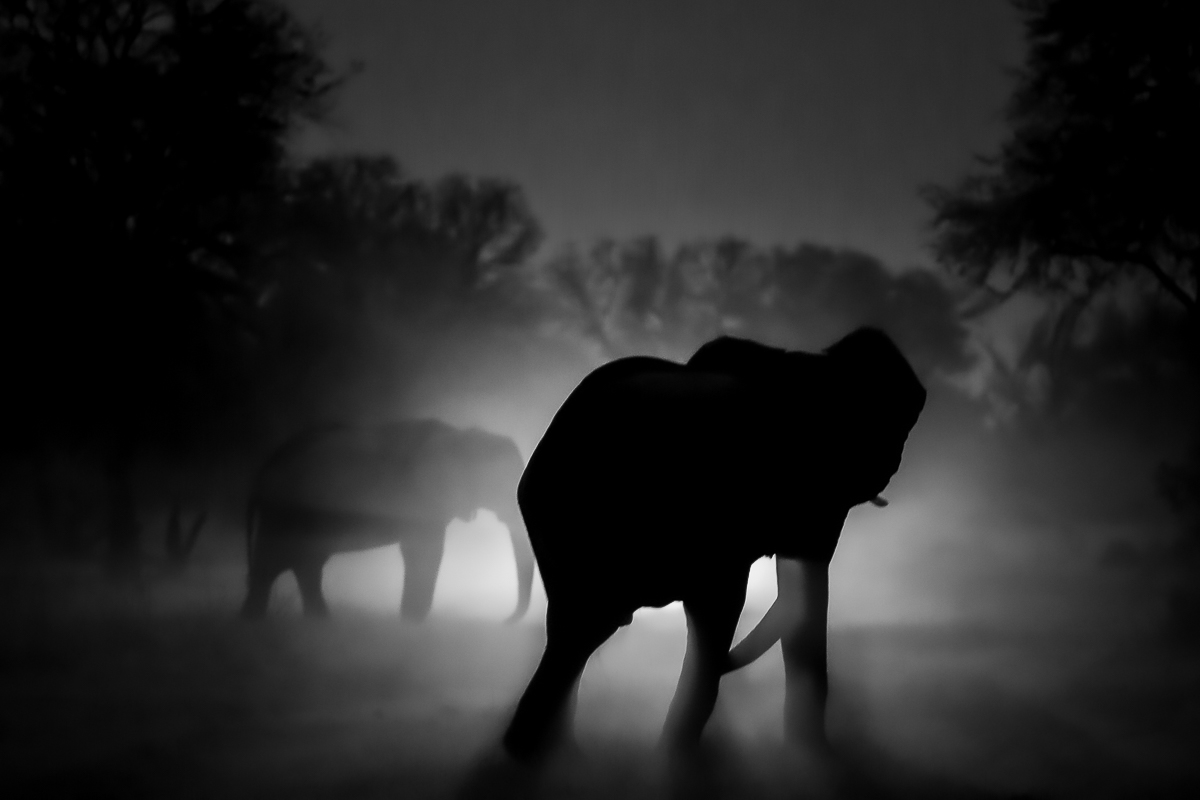 ELEPHANT GHOST