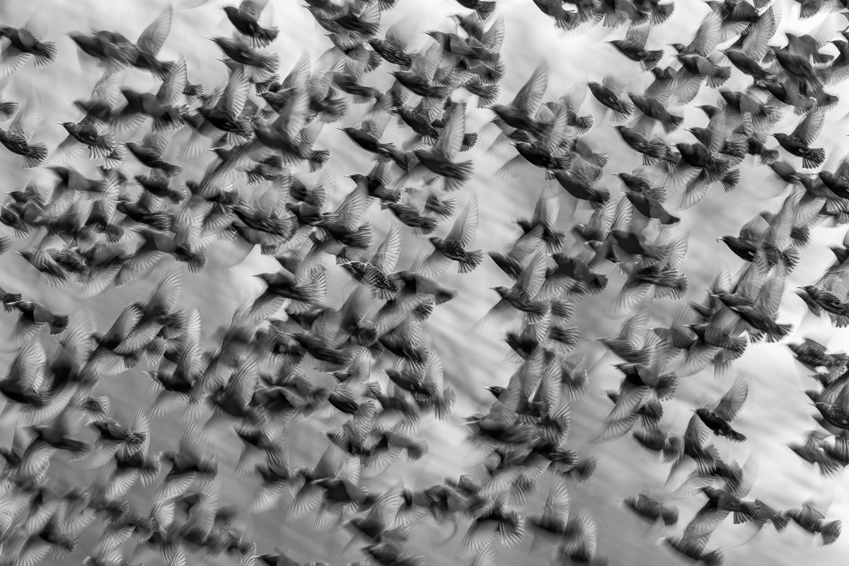 The Swarm
