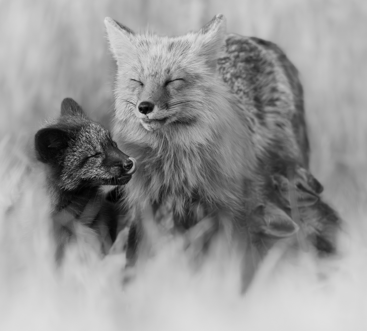 Contagious Contentment