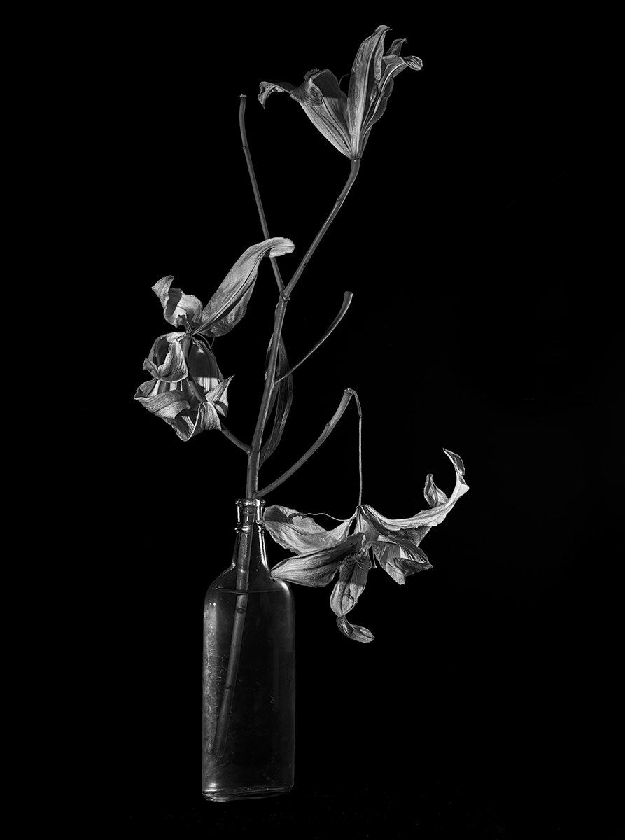 Desperate Lilies