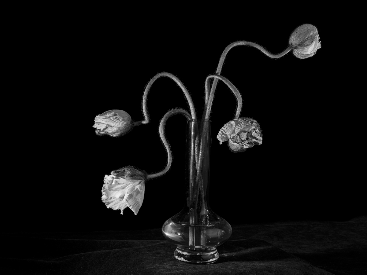 Dancing Poppies