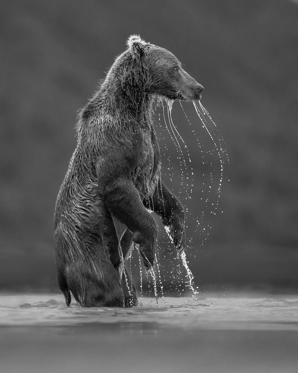 Dripping Bear