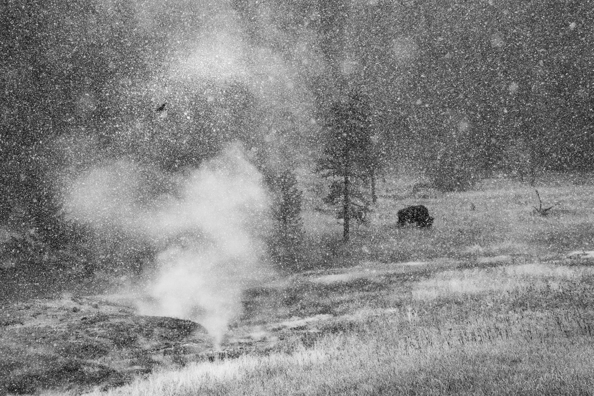 The bison, the geyser and the raven