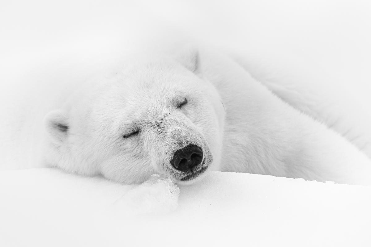 Snooze 