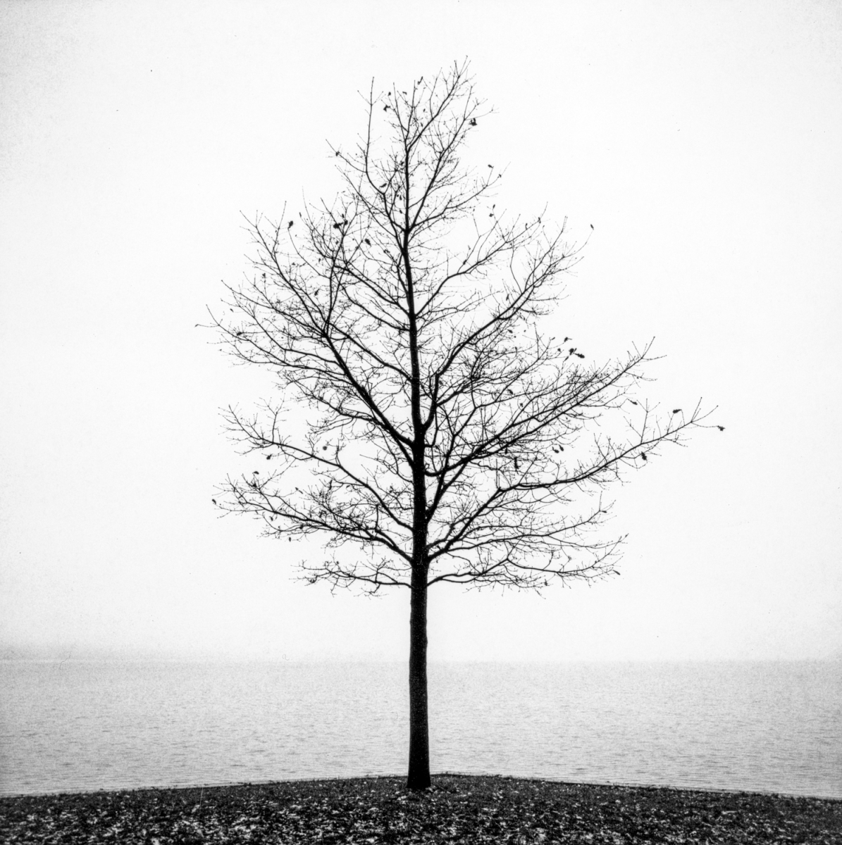 November Leaves