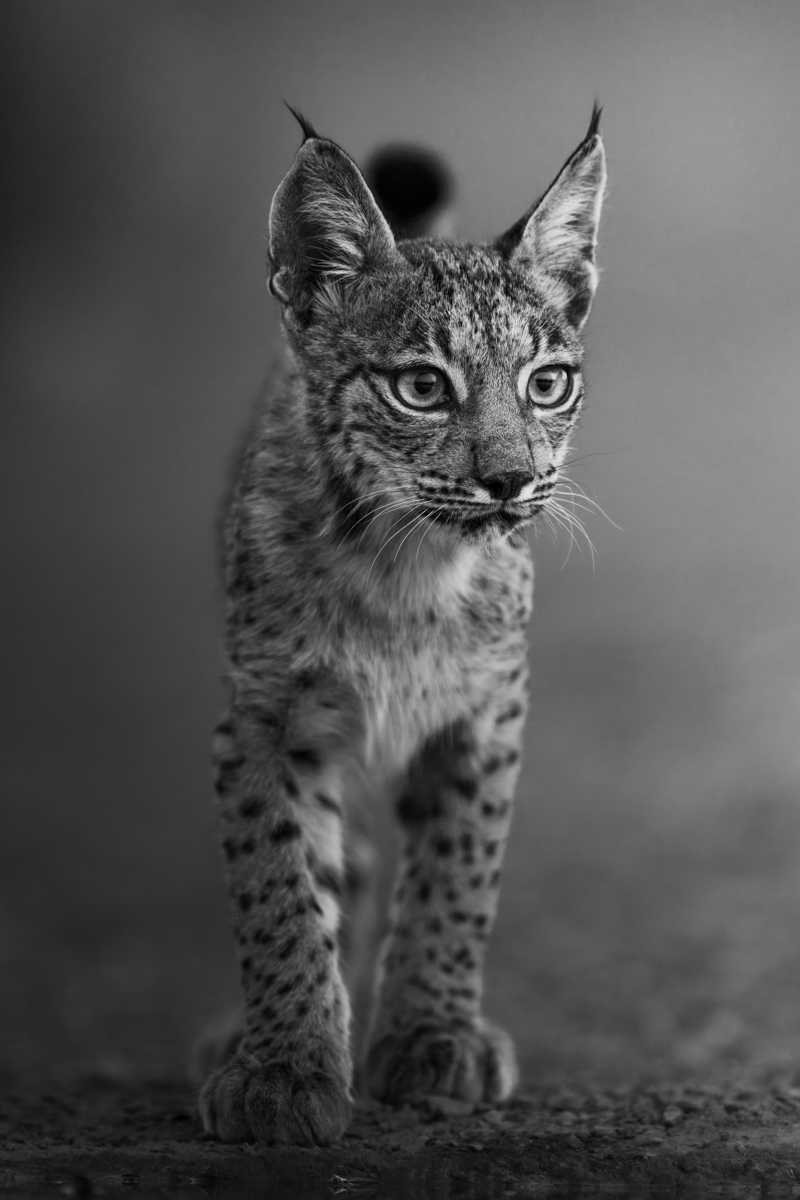 Paws of Wonder