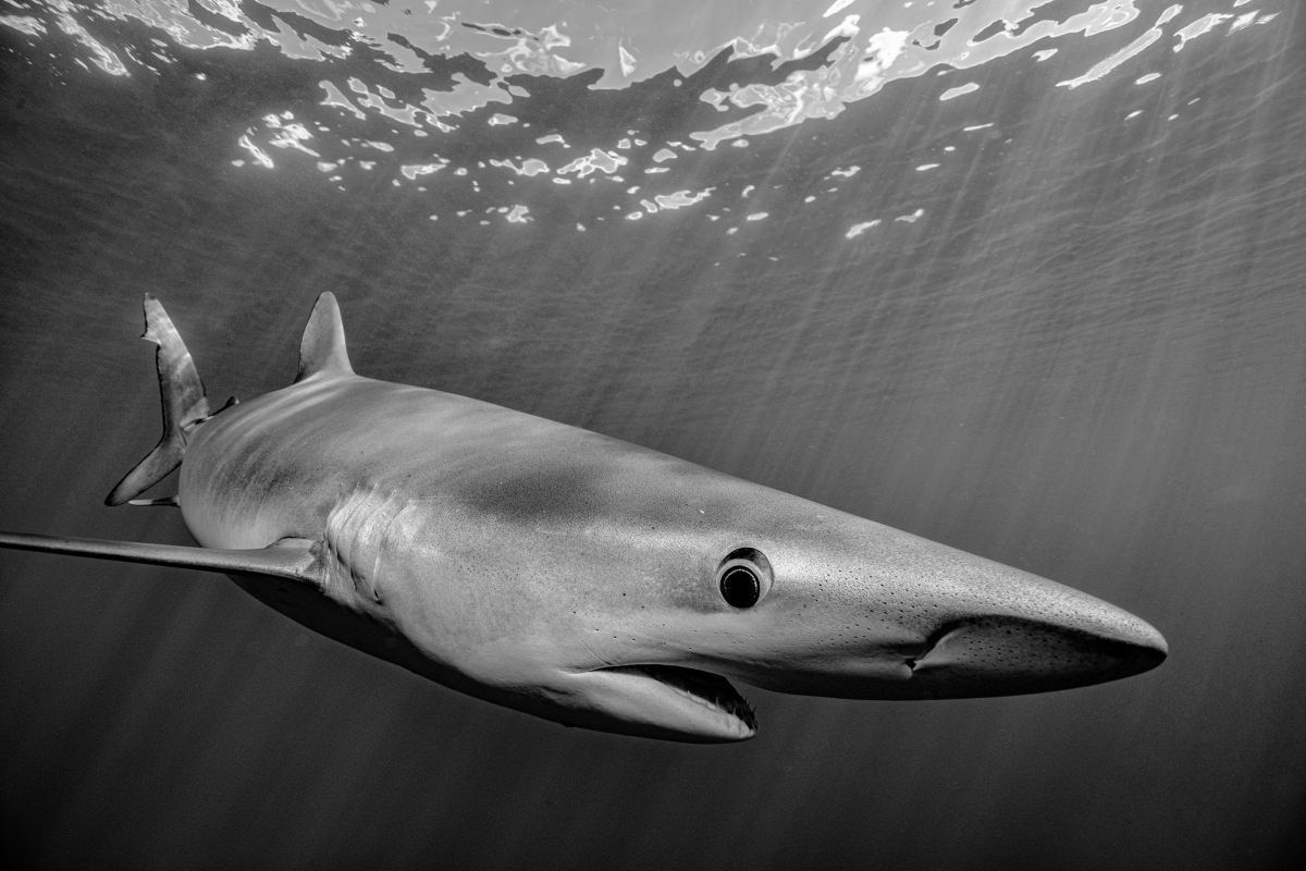 Blue shark