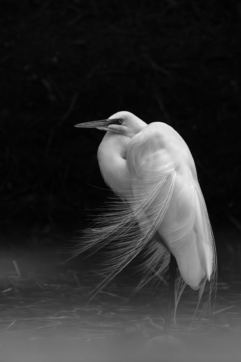 Elegance in the Mist