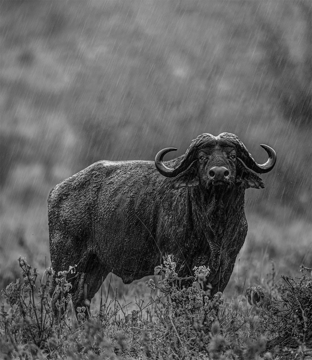 Buffalo In The Rain