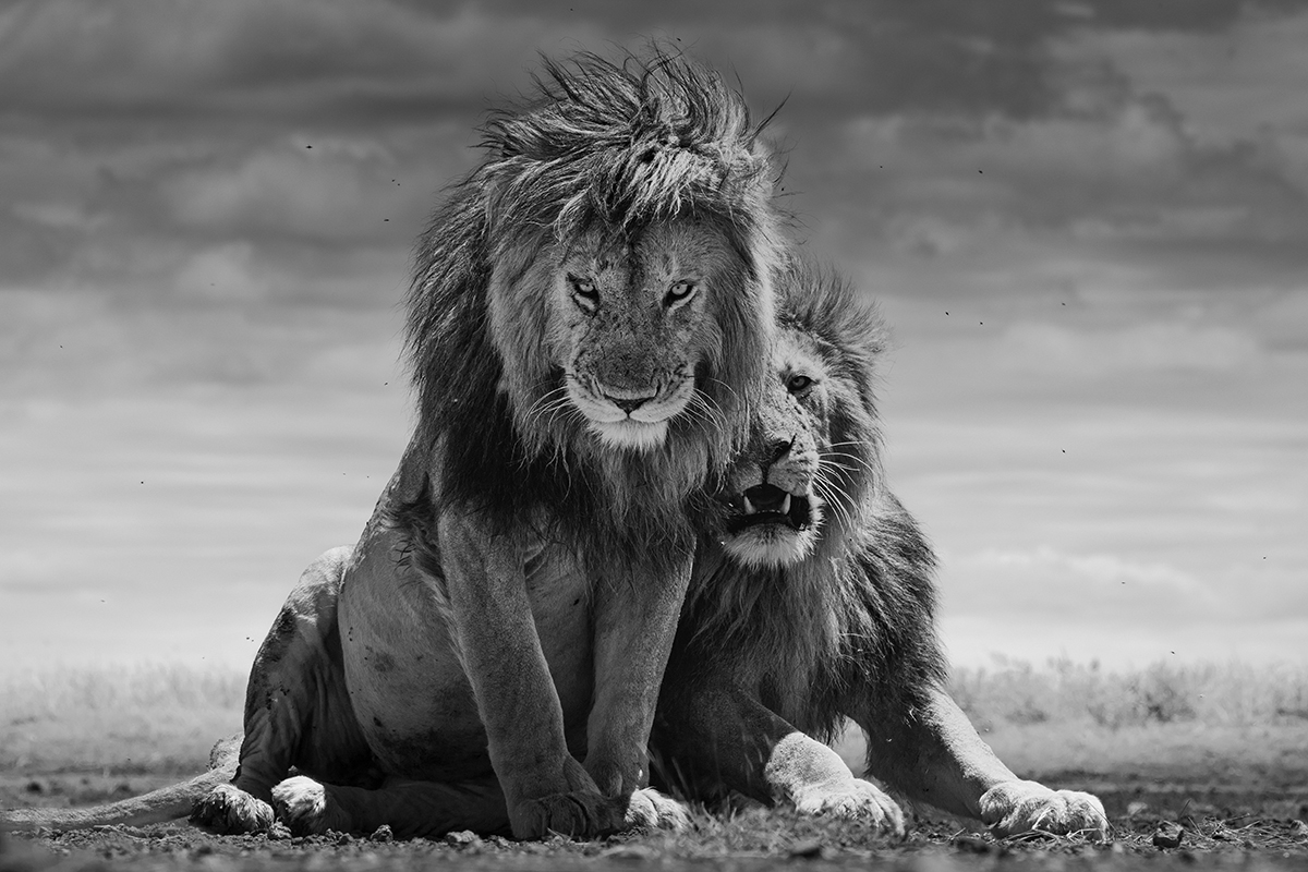 YOUR MAJESTIES