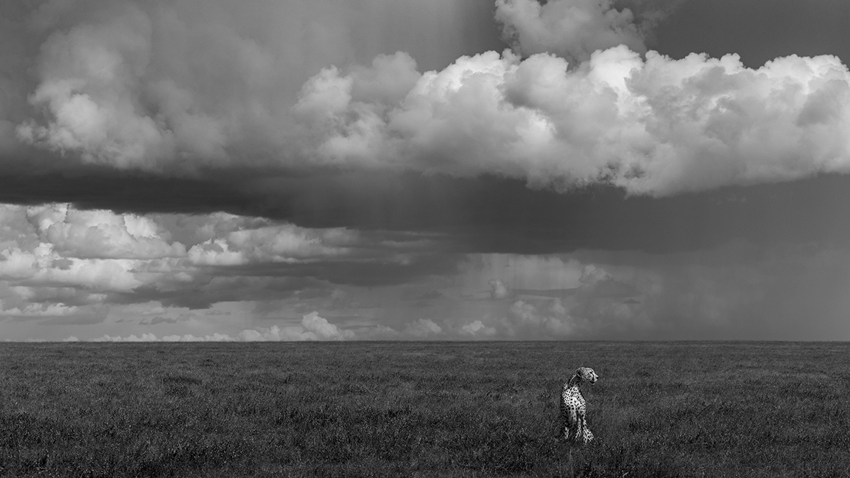 SERENGETI SKIES