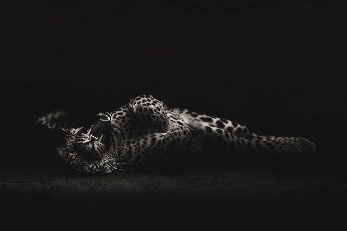 Lying Leopard